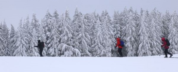 Progression entre deux forêts